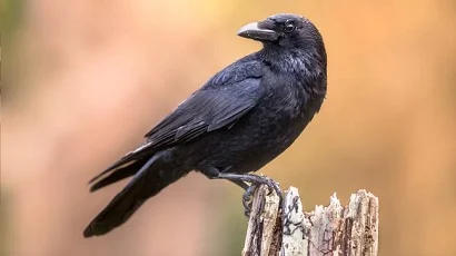 Qarğalar körpə uşaqlar kimidir- ARAŞDIRMA