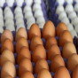 Azərbaycandan Rusiyaya 43 milyondan çox yumurta idxal edilib