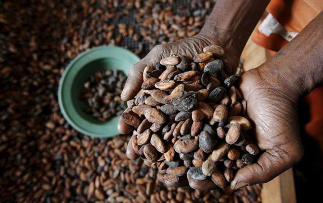 Böhranı qapıda: Kakao fabrikləri istehsalı dayandırdı