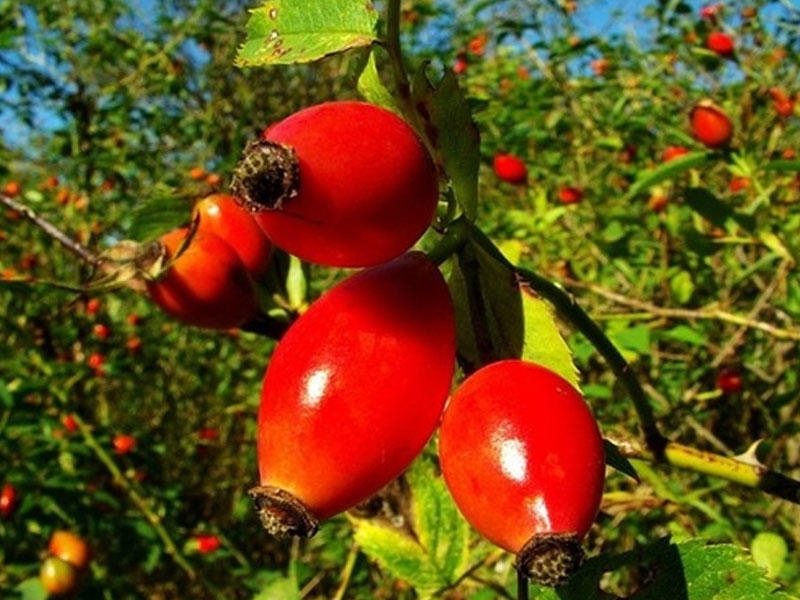 İtburnunun faydaları