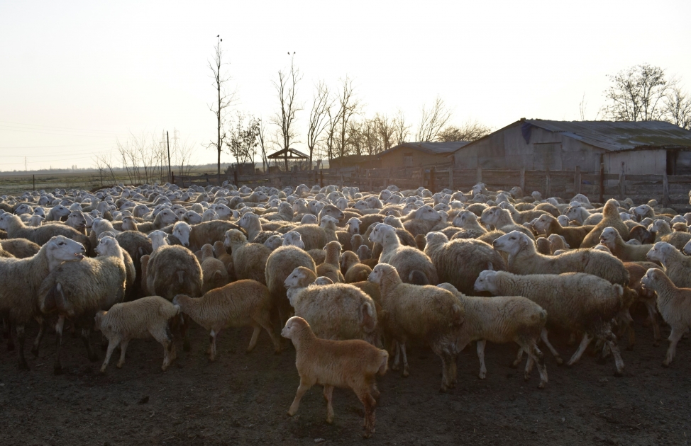 Azərbaycanda 1500 manata qoyun: Bu qiyməti kim qoyur?