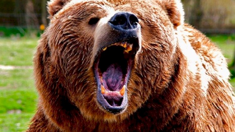 Şuşada qorxulu anlar: Sakinlər ayı ilə qarşılaşdı