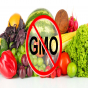 Türkiyədə GMO toxumları qadağan edildi 