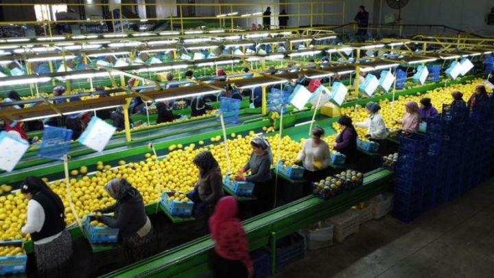 Türkiyə limon ixracını müvəqqəti dayandırır