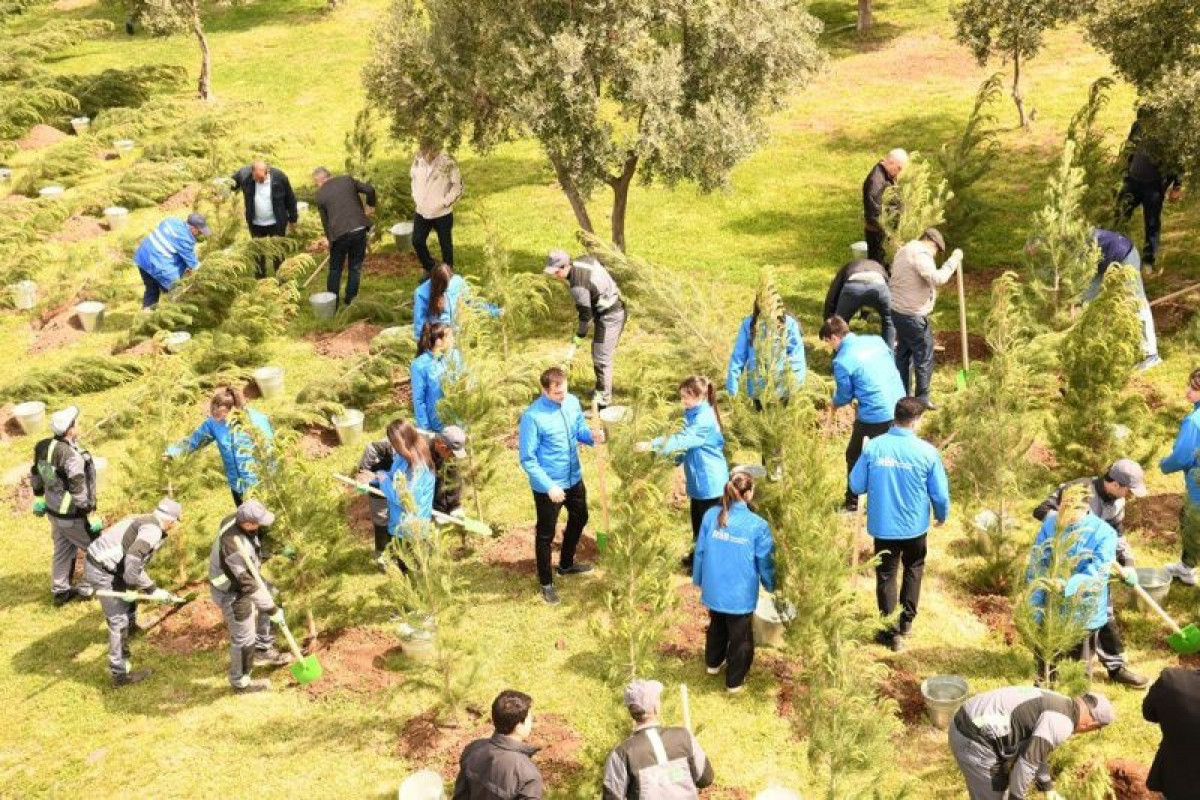 Paytaxtda növbəti ağacəkmə aksiyası keçirilib - FOTOLAR