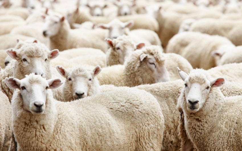 Qurbanlıq heyvanlar bu şərtlərlə kəsilməlidir