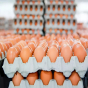 Marketlərdə qəhvəyi yumurta satılmayacaq