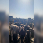 Heyvan bazarında ciddi nöqsanlar aşkarlandı