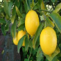 Rusiyada limon apreldə 60 %-ə yaxın bahalaşıb