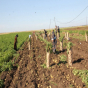 Cəlilabadda yığılan kartofun yarıdan çoxu xaricə ixrac olunub