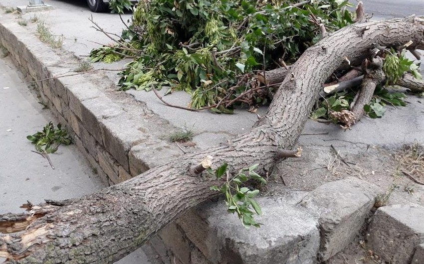 Bakıda güclü külək ağacı qadının üzərinə aşırıb