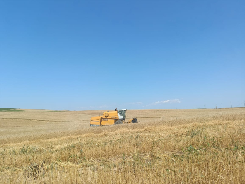 Qazaxda arpa biçininə başlanılıb - FOTOLAR
