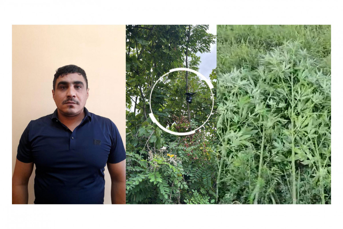 Bağı narkotik plantasiyasına çevirib: Videokameralarla izləyən şəxs tutulub
