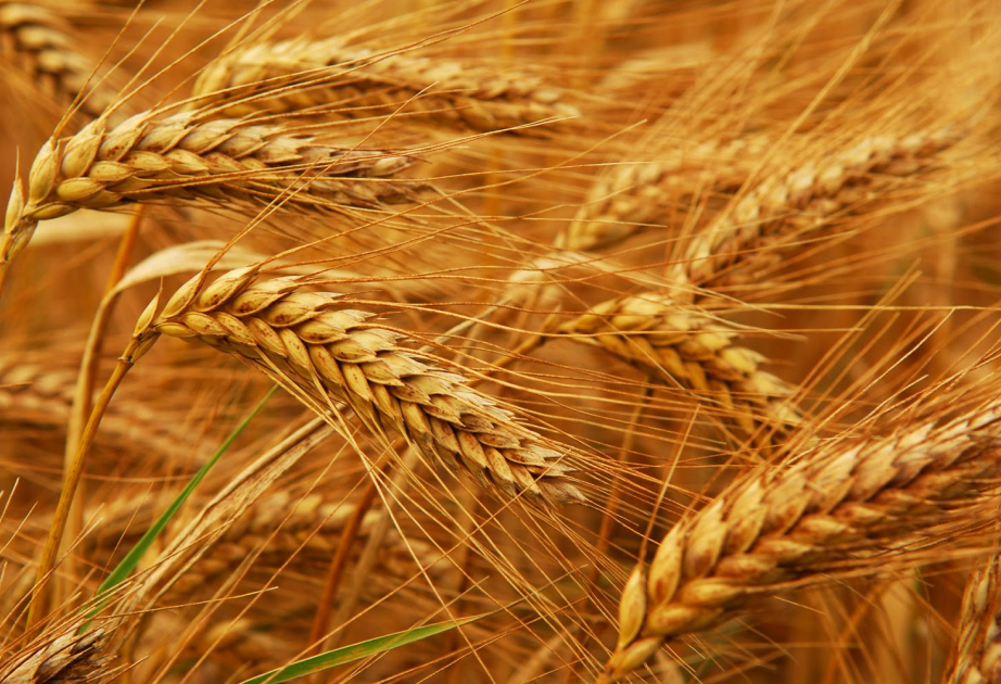 FAO: Suriya son 60 ilin ən pis quraqlığı ilə üzləşib