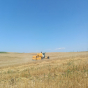Qazaxda arpa biçininə başlanılıb - FOTOLAR