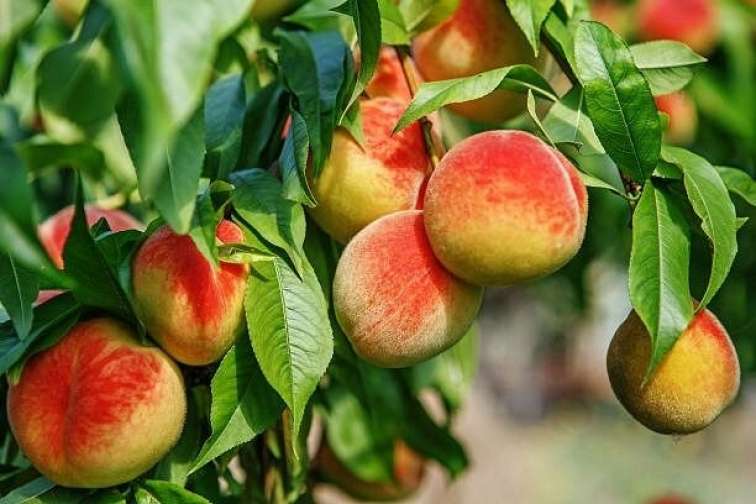 Rusiyadan Azərbaycana daha bir qadağa