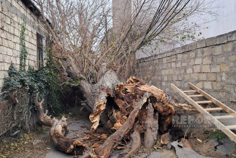 Bakıda güclü külək ağacı yüksək gərginlikli elektrik xəttinin üzərinə aşırıb