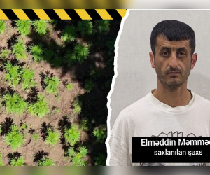 Hirkan Milli Parkında narkoplantasiya qurmuşdu - Polis saxladı-VİDEO