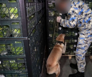 İrandan Rusiyaya 90 kq-dan çox marixuana aparıb - VİDEO