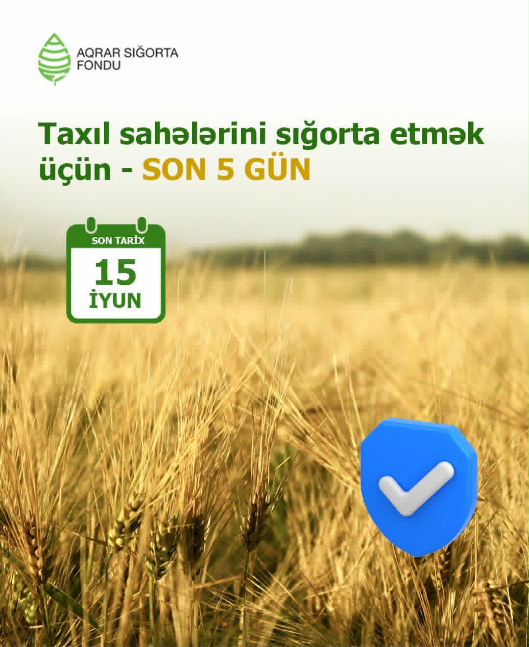 Taxıl sahələrinin sığortalanması başa çatır