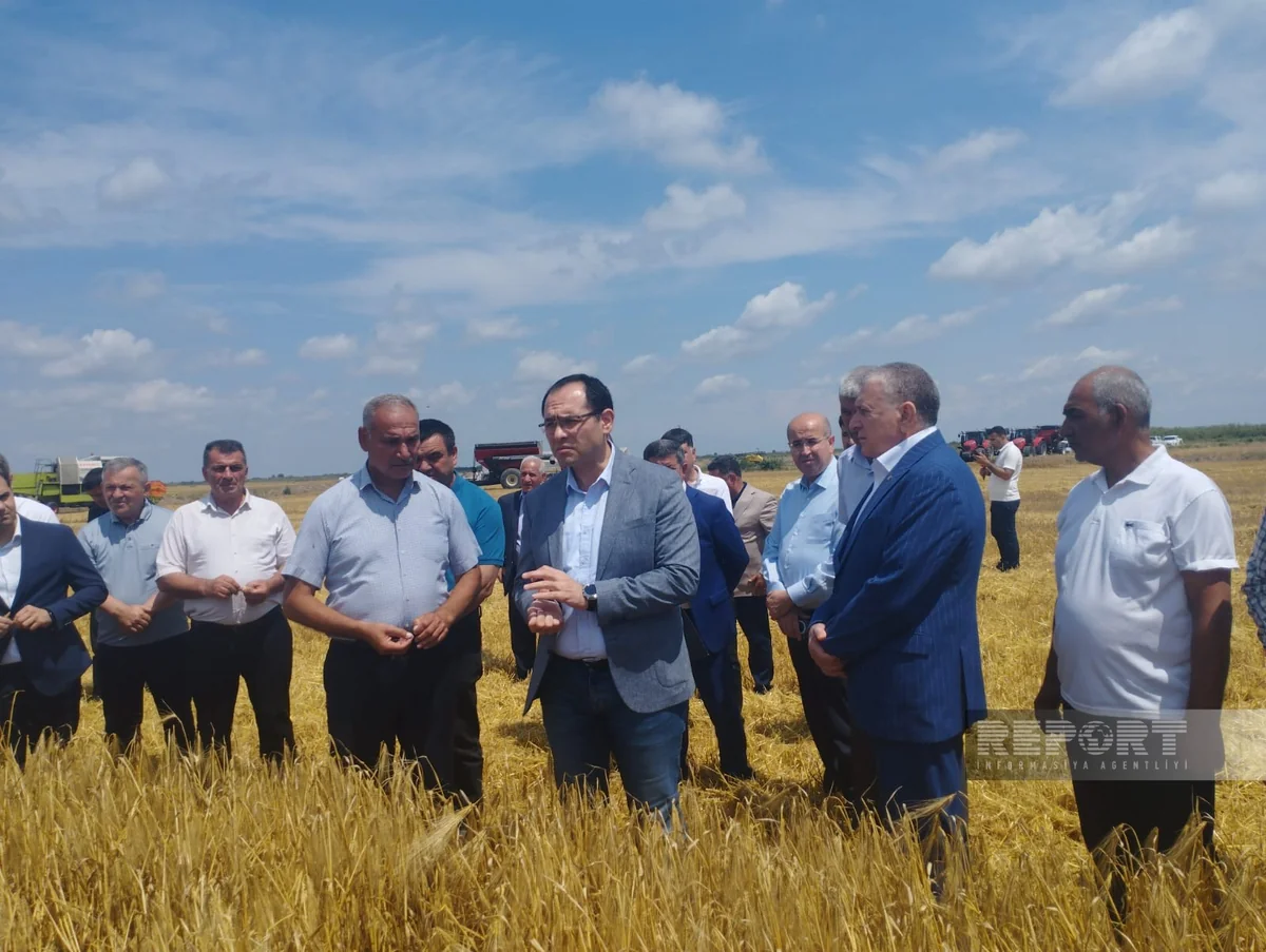 Məcnun Məmmədov Sabirabadda taxıl biçinini izləyib - FOTOLAR