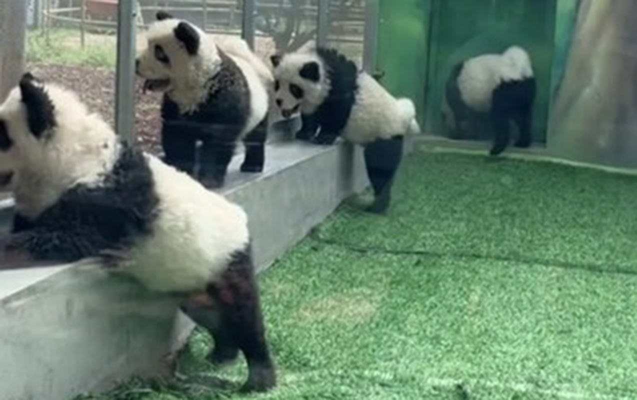 Çində zooparkda itləri panda kimi boyadılar