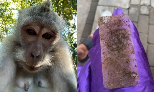 Meymun turistin əlindən telefonu alıb: Hər yerini çəkdi - FOTOLAR