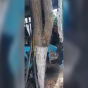 Bakıda marşrut avtobusu ağaca çırpıldı: 11 nəfər yaralandı - VİDEO