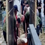 Paşinyan rəqibinin aslanını “ovladı”